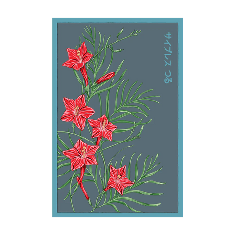 Shido Seeds Cypress Vine Seeds Packet