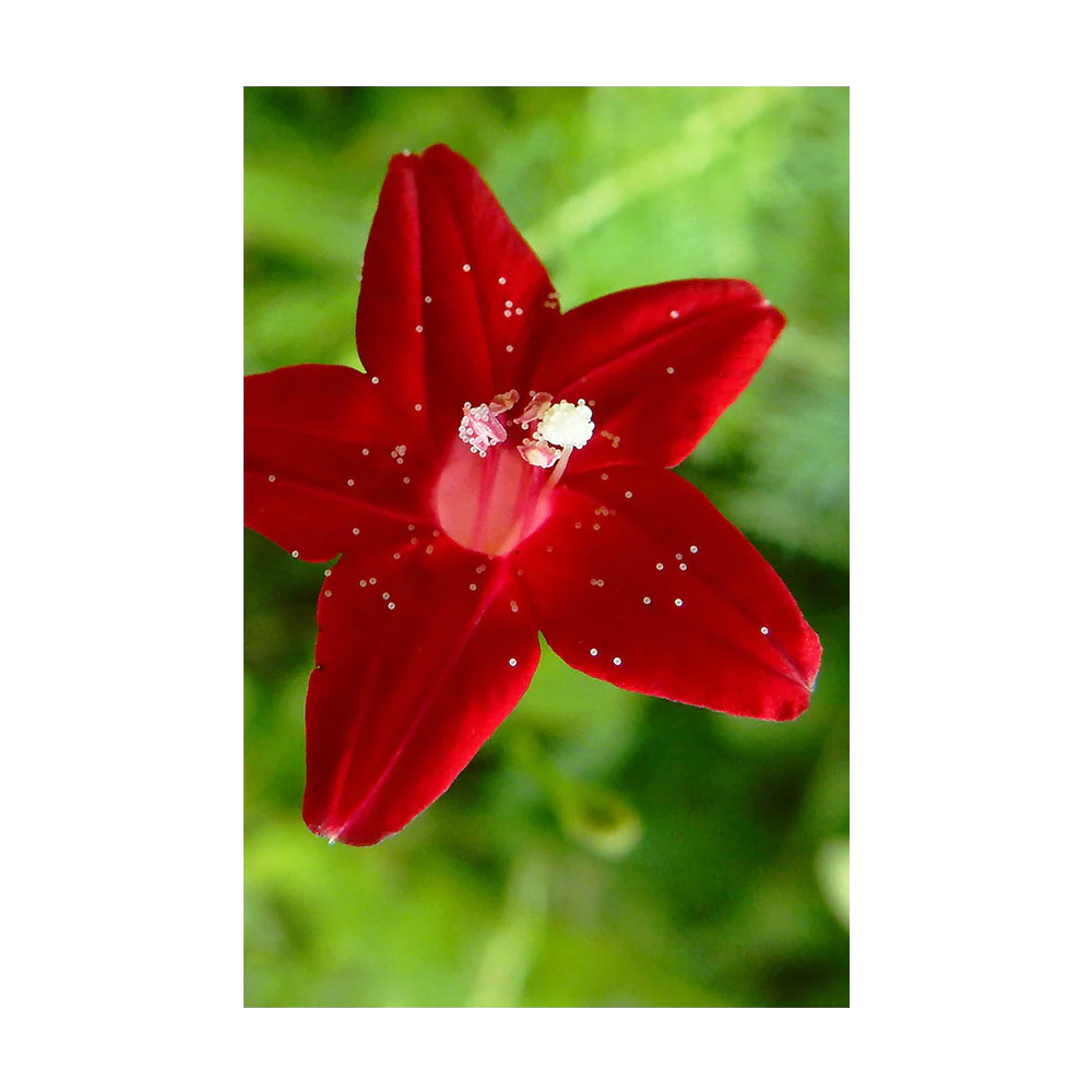 Shido Seeds Cypress Vine Seeds Packet