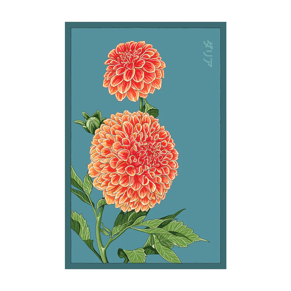Shido Seeds Dahlia Flower Seeds Packet