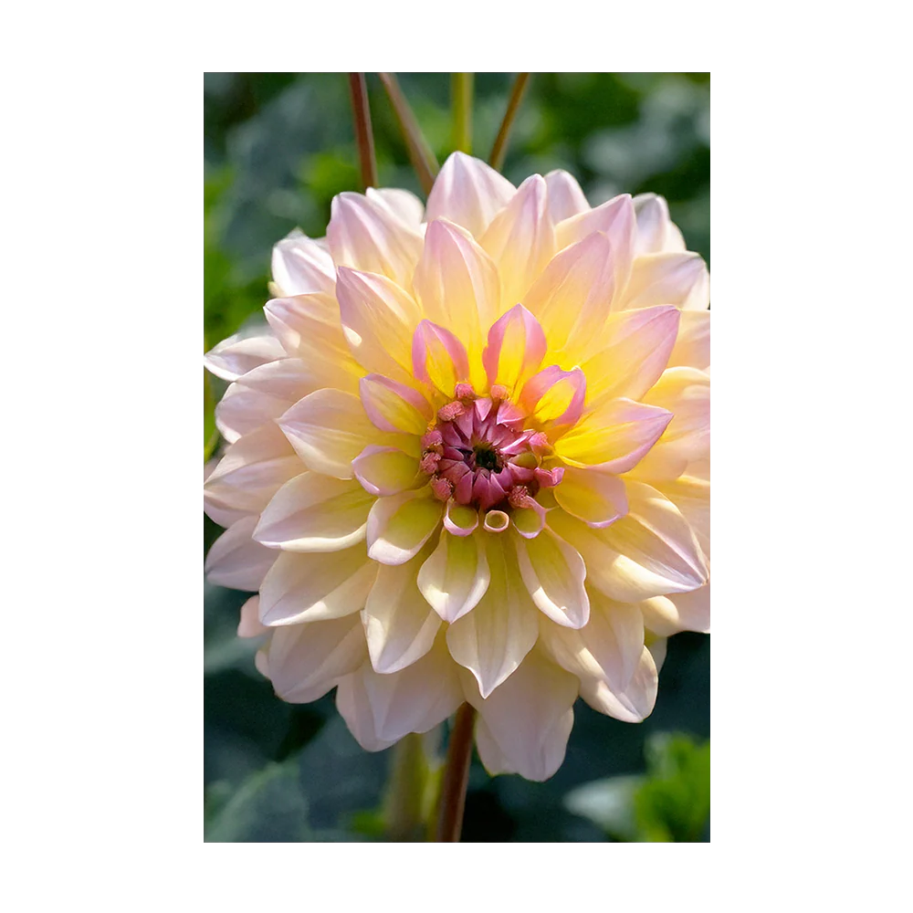 Shido Seeds Dahlia Flower Seeds Packet