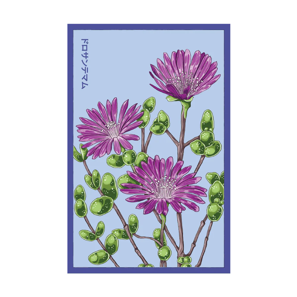 Shido Seeds Dewflower Flower Seeds Packet