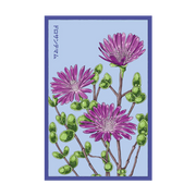Shido Seeds Dewflower Flower Seeds Packet