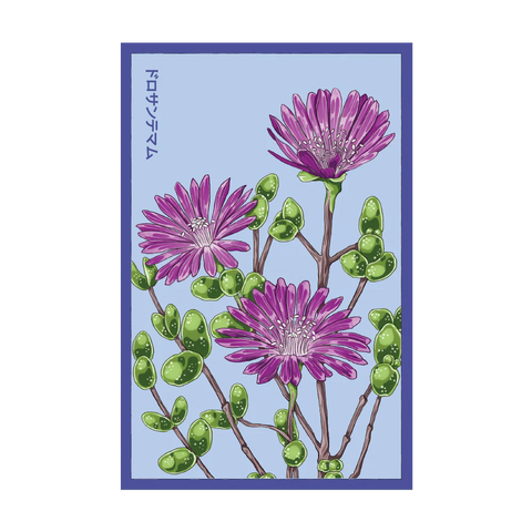 Shido Seeds Dewflower Flower Seeds Packet