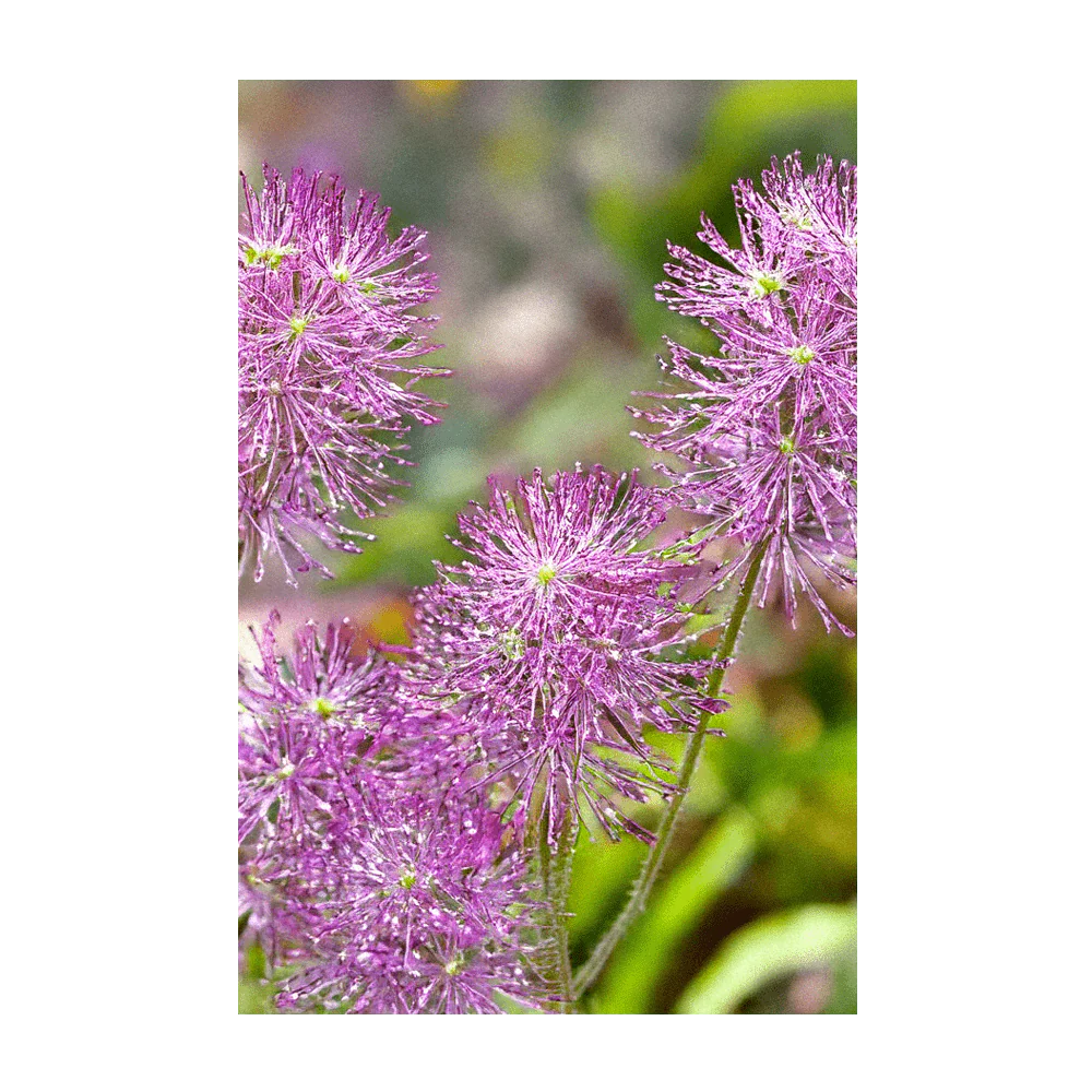 Shido Seeds Dewflower Flower Seeds Packet