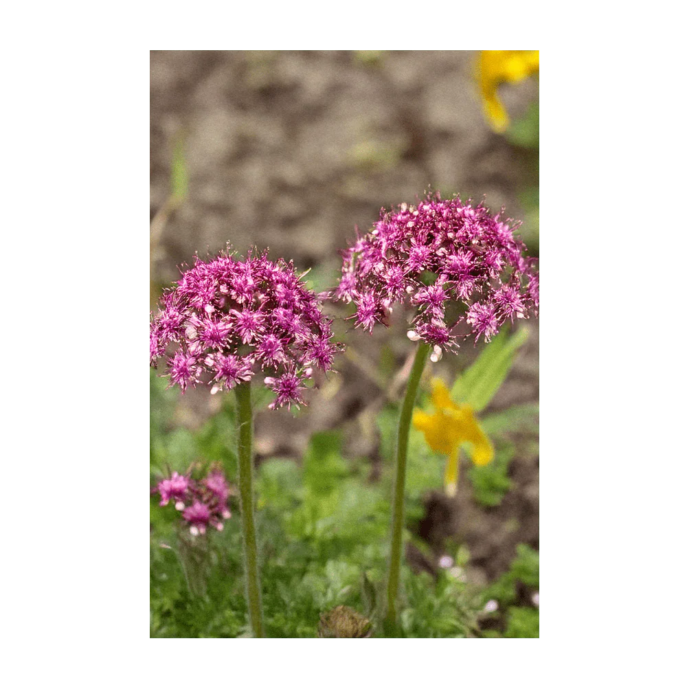 Shido Seeds Dewflower Flower Seeds Packet