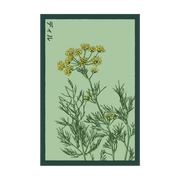 Shido Seeds Dill Seeds Packet