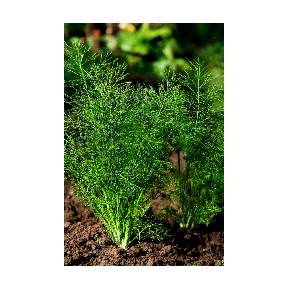 Shido Seeds Dill Seeds Packet