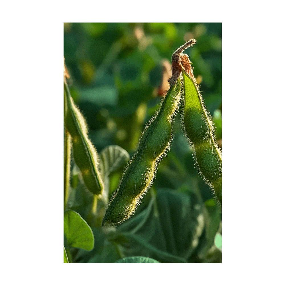 Shido Seeds Edamame Vegetable Seeds Packet