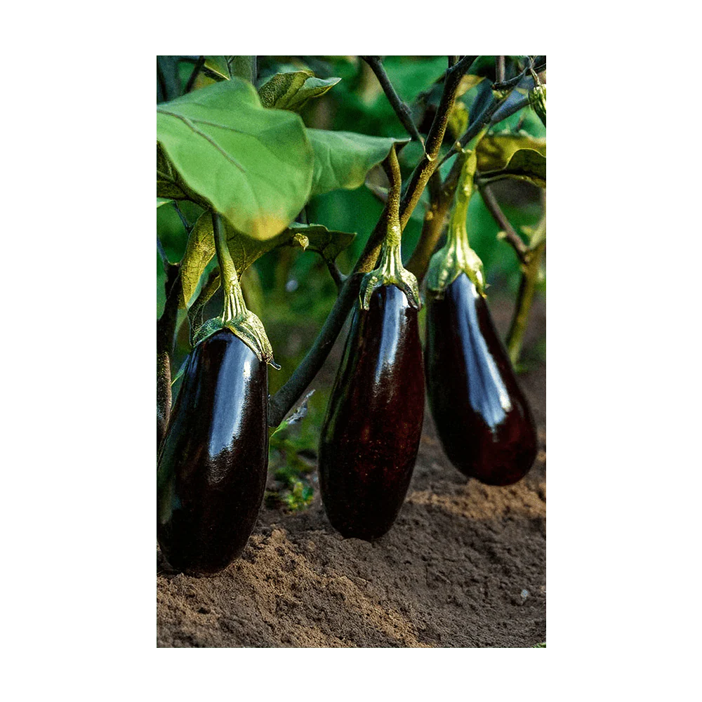 Shido Seeds Eggplant Vegetable Seeds Packet