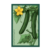 Shido Seeds English Cucumber