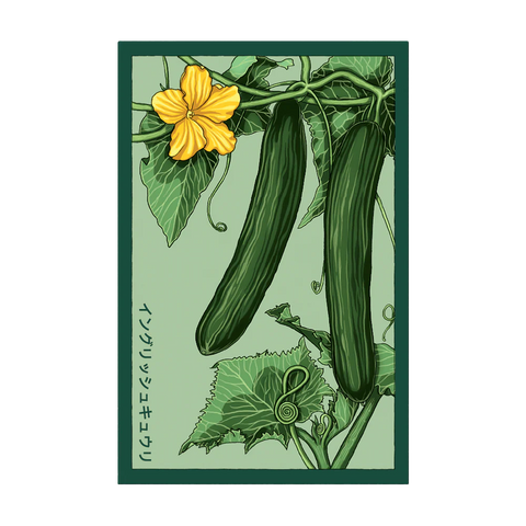 Shido Seeds English Cucumber