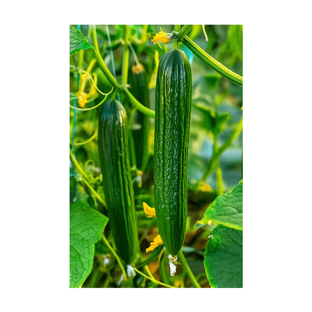 Shido Seeds English Cucumber