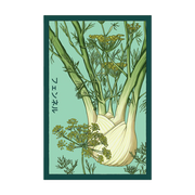 Shido Seeds Fennel Vegetable Plant Seeds