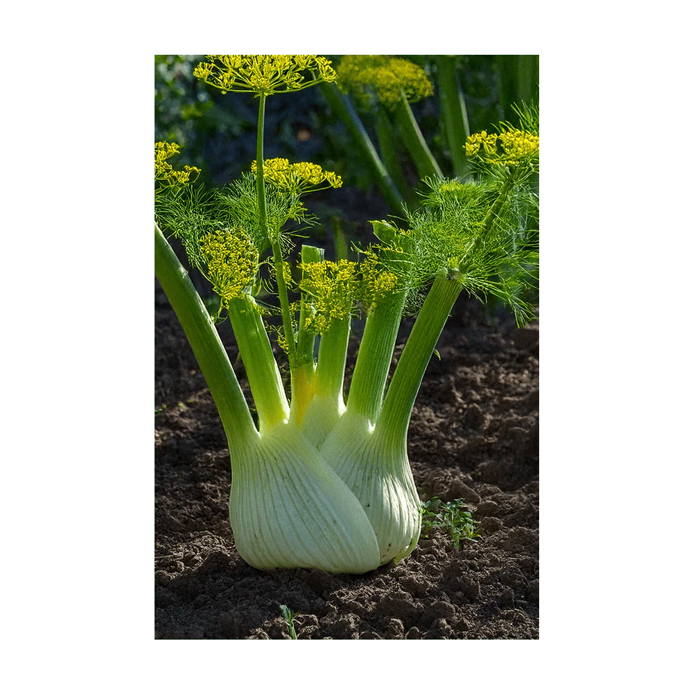 Shido Seeds Fennel Vegetable Plant Seeds