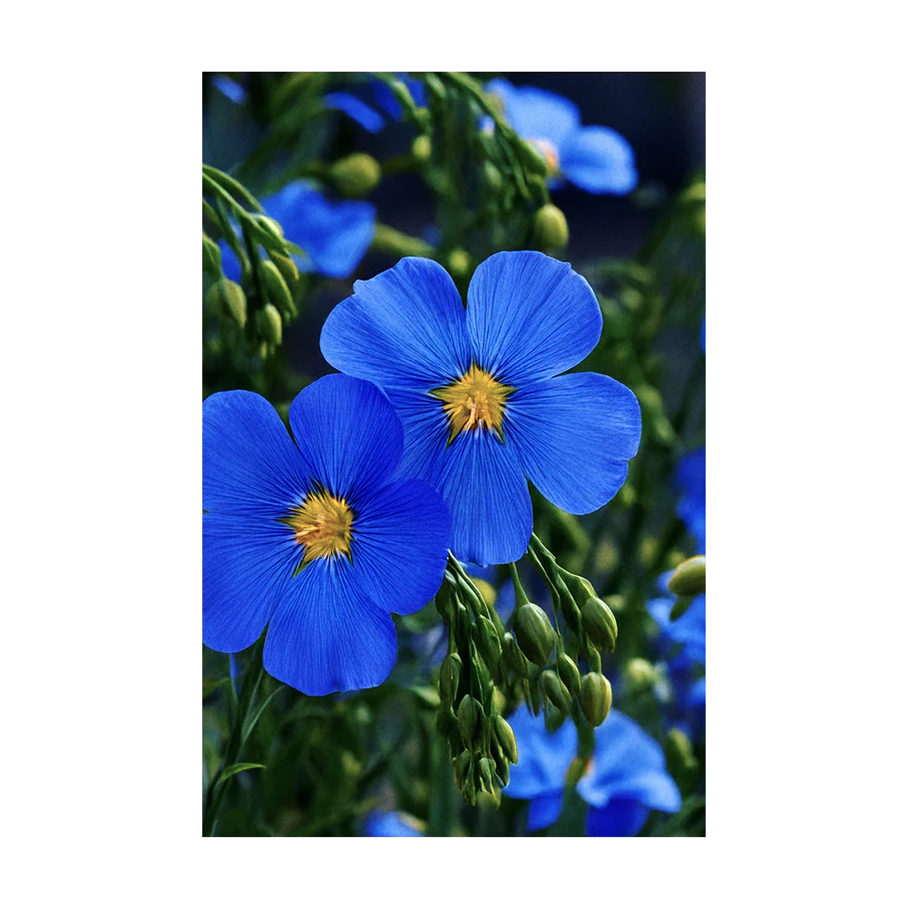 Shido Seeds Flax Blue Flower Packet