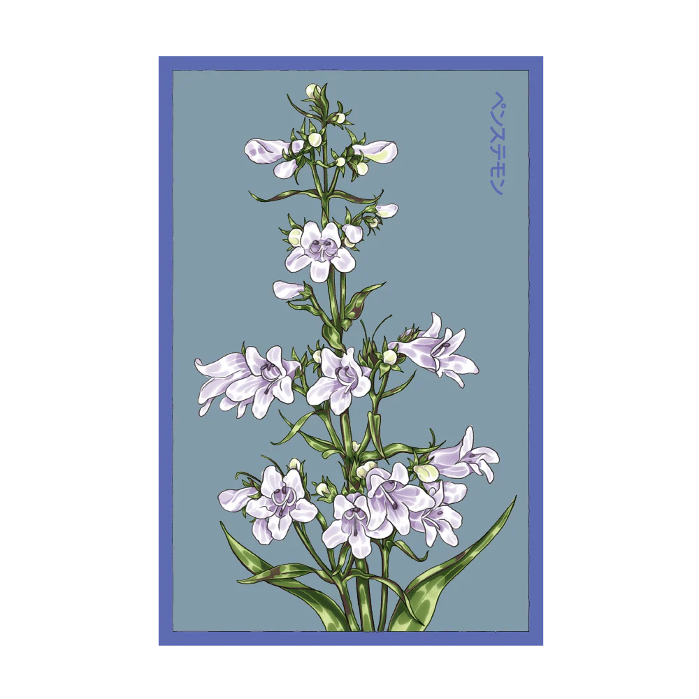 Shido Seeds Foxglove Beard Tongue Flower