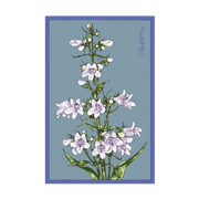 Shido Seeds Foxglove Beard Tongue Flower