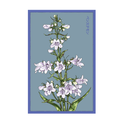 Shido Seeds Foxglove Beard Tongue Flower