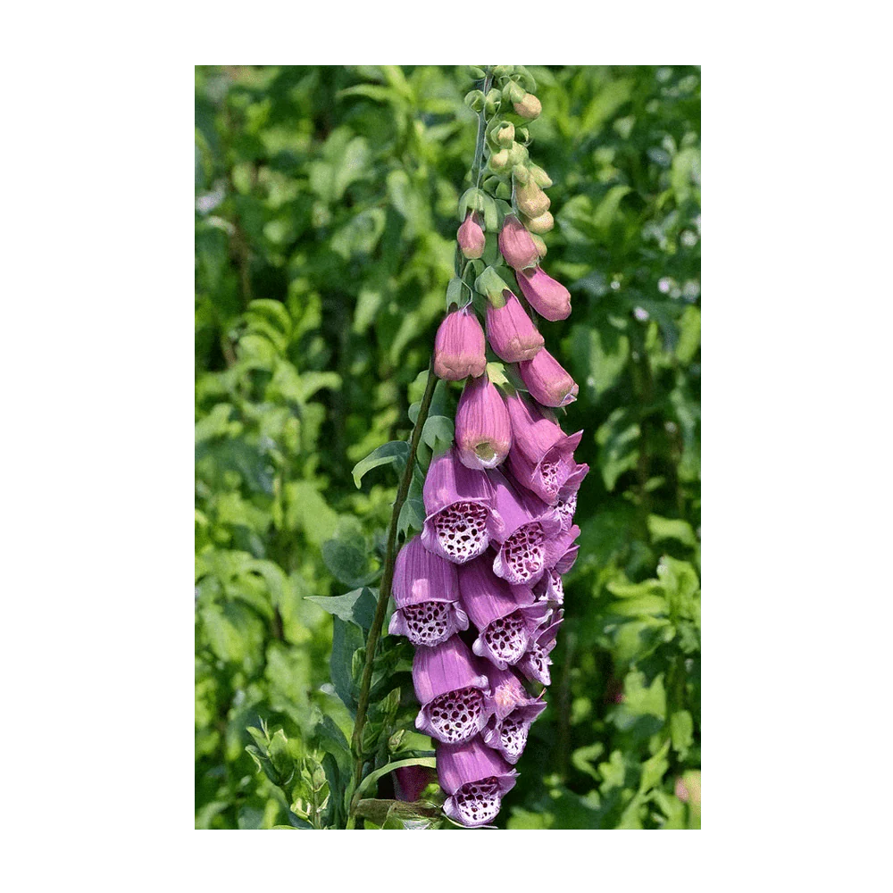 Shido Seeds Foxglove Beard Tongue Flower