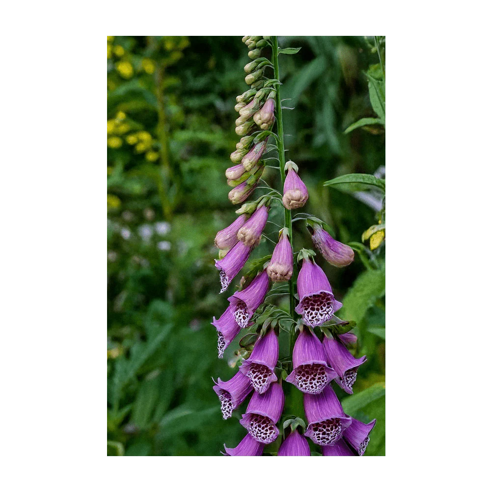 Shido Seeds Foxglove Beard Tongue Flower