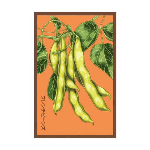 Shido Seeds Funky Squash Seed Packet