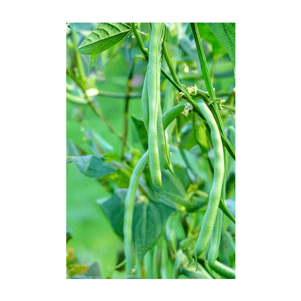 Shido Seeds Funky Squash Seed Packet