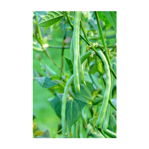 Shido Seeds Funky Squash Seed Packet