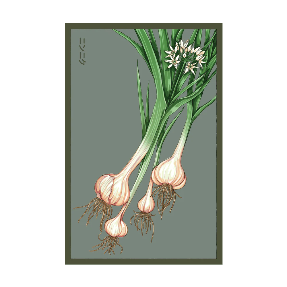 Shido Seeds Garlic Vegetable Seeds