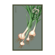 Shido Seeds Garlic Vegetable Seeds