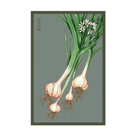 Shido Seeds Garlic Vegetable Seeds