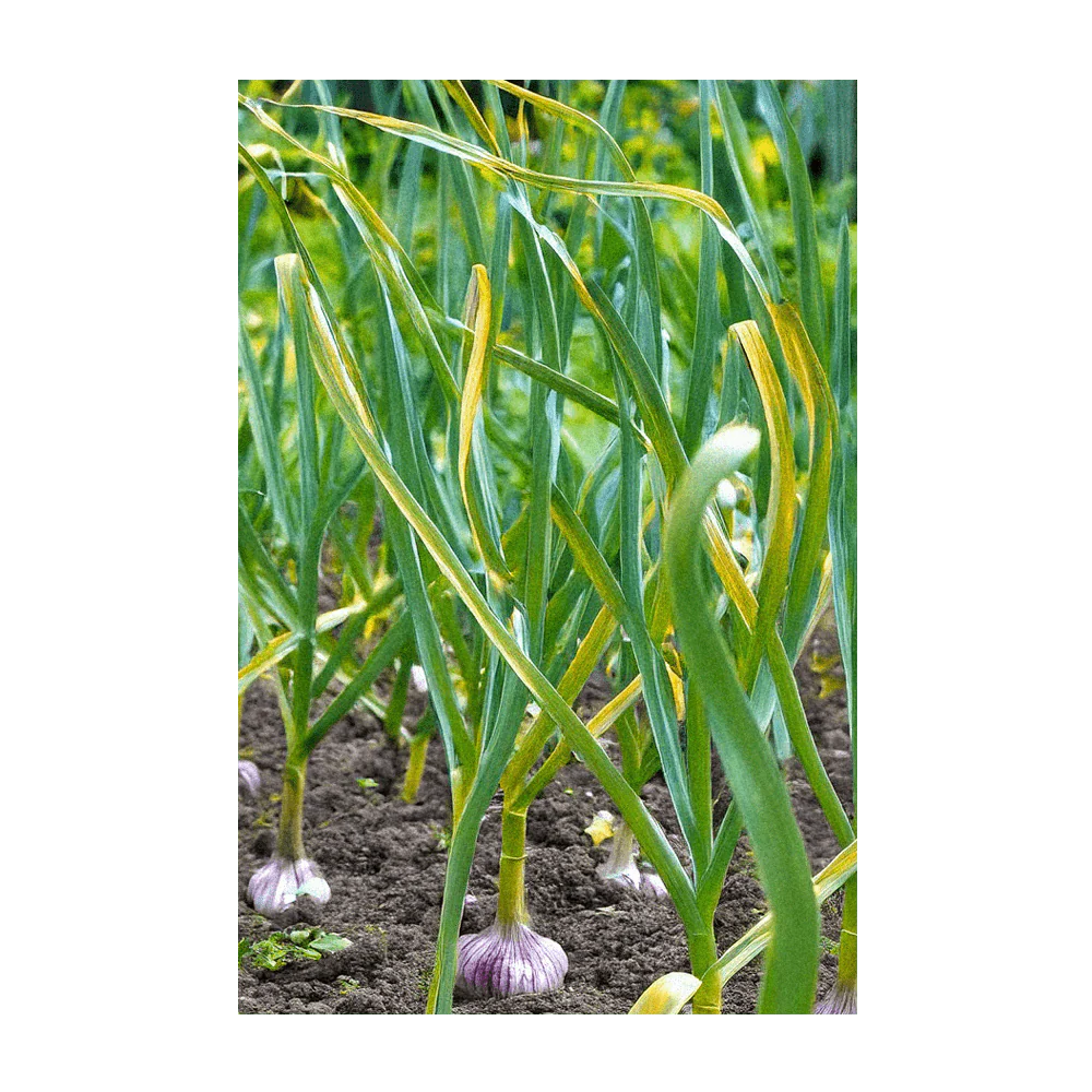 Shido Seeds Garlic Vegetable Seeds
