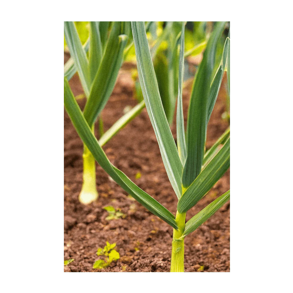 Shido Seeds Garlic Vegetable Seeds