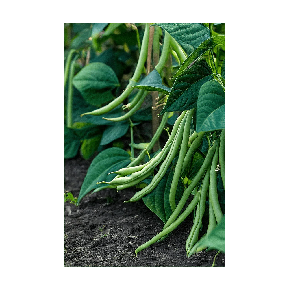 Shido Seeds Green Beans Vegetable Seeds Packet