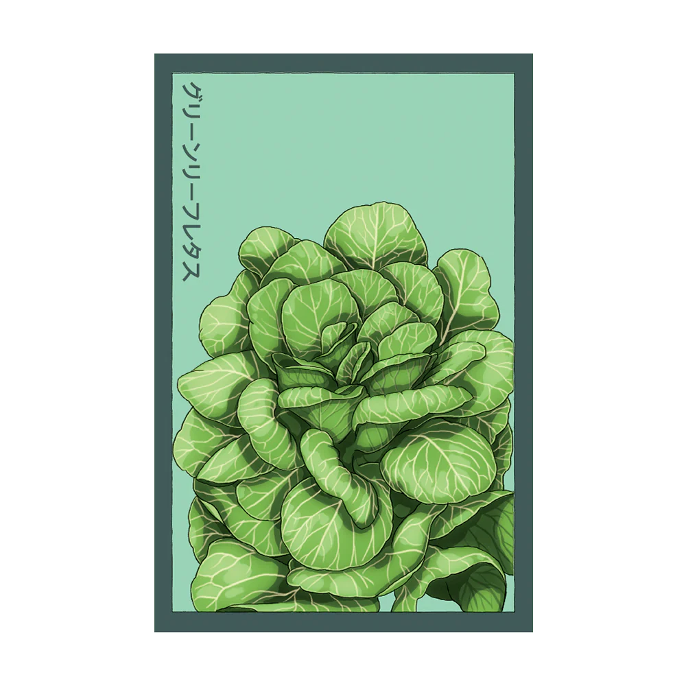 Shido Seeds Green Leaf Lettuce Vegetable Seeds Packet