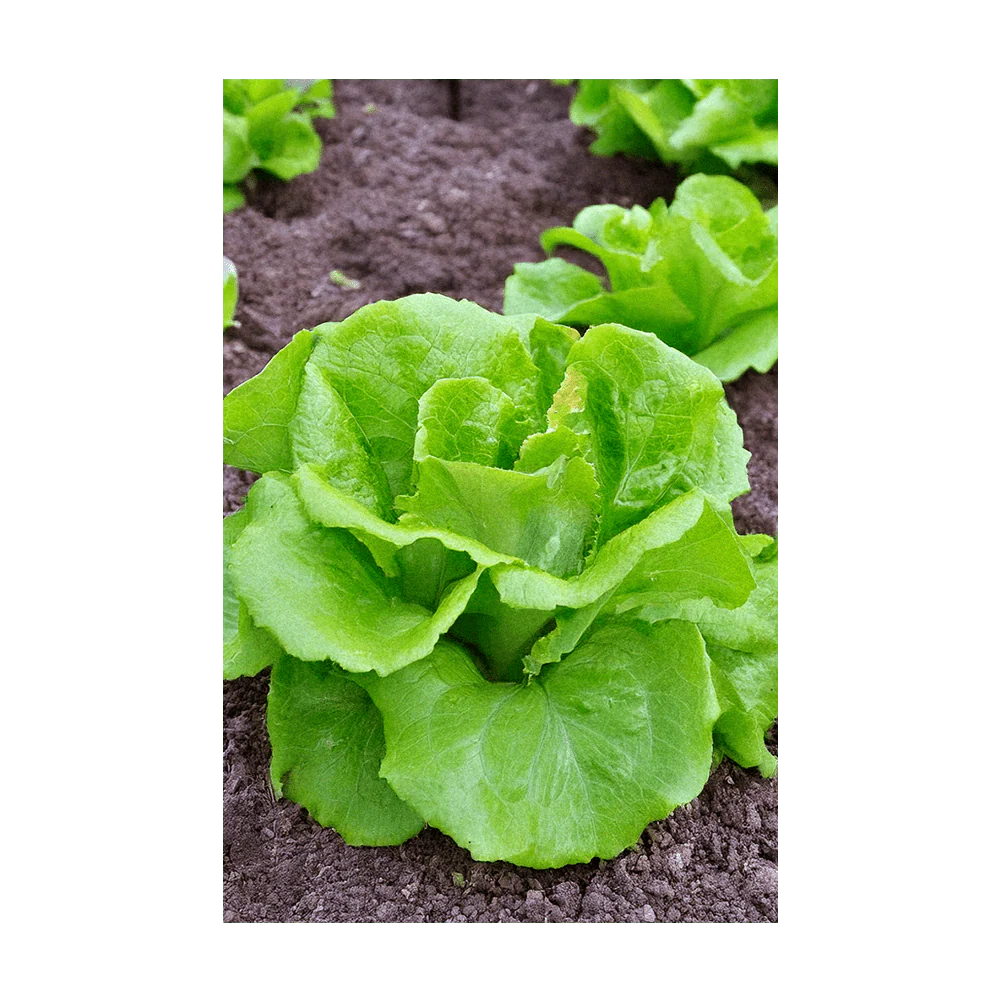 Shido Seeds Green Leaf Lettuce Vegetable Seeds Packet
