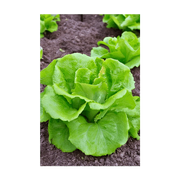 Shido Seeds Green Leaf Lettuce Vegetable Seeds Packet