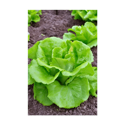 Shido Seeds Green Leaf Lettuce Vegetable Seeds Packet