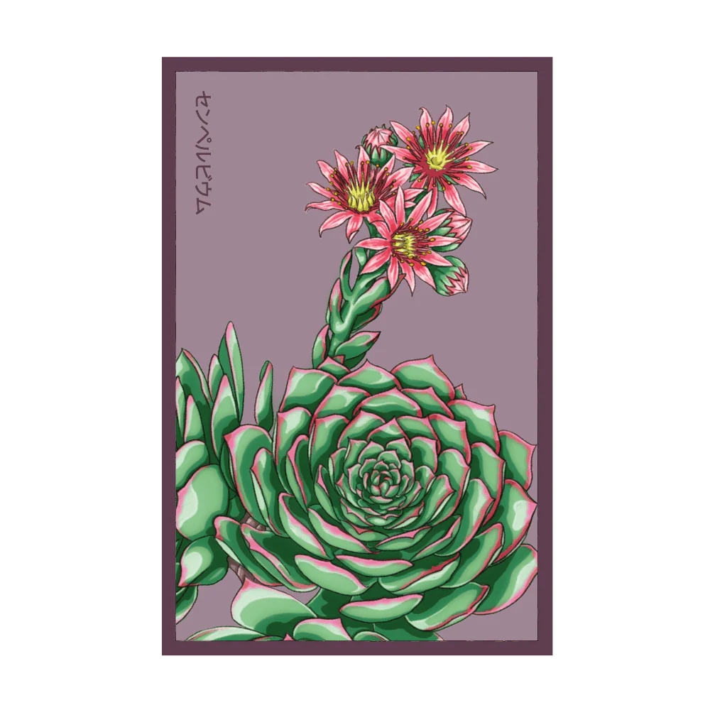 Shido Seeds Hens and Chicks Succulent