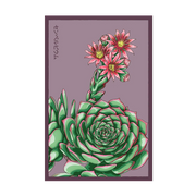 Shido Seeds Hens and Chicks Succulent