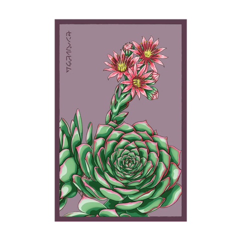 Shido Seeds Hens and Chicks Succulent