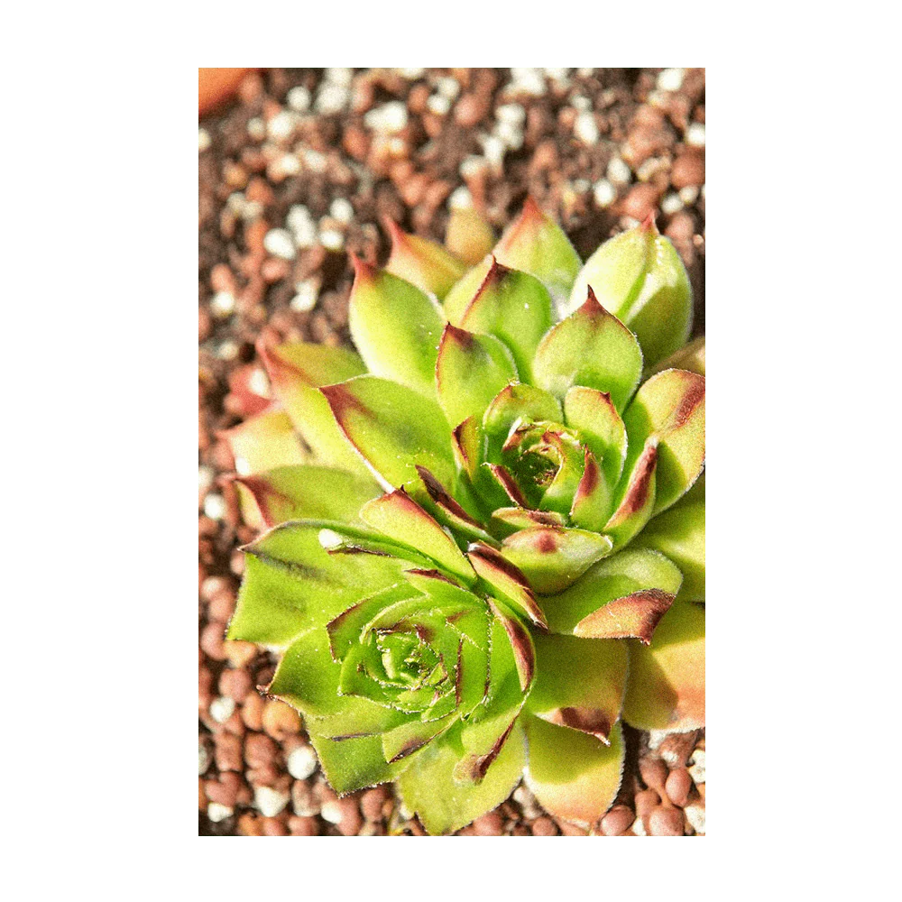 Shido Seeds Hens and Chicks Succulent