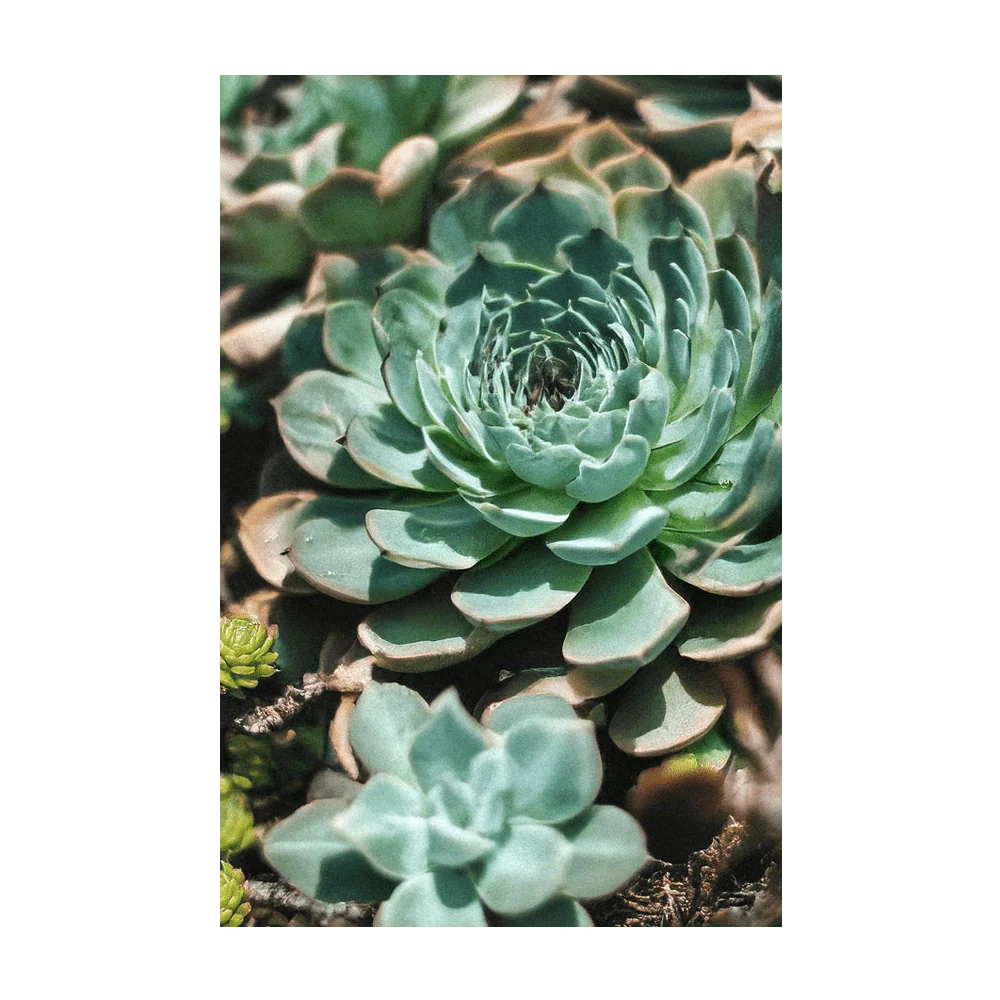 Shido Seeds Hens and Chicks Succulent