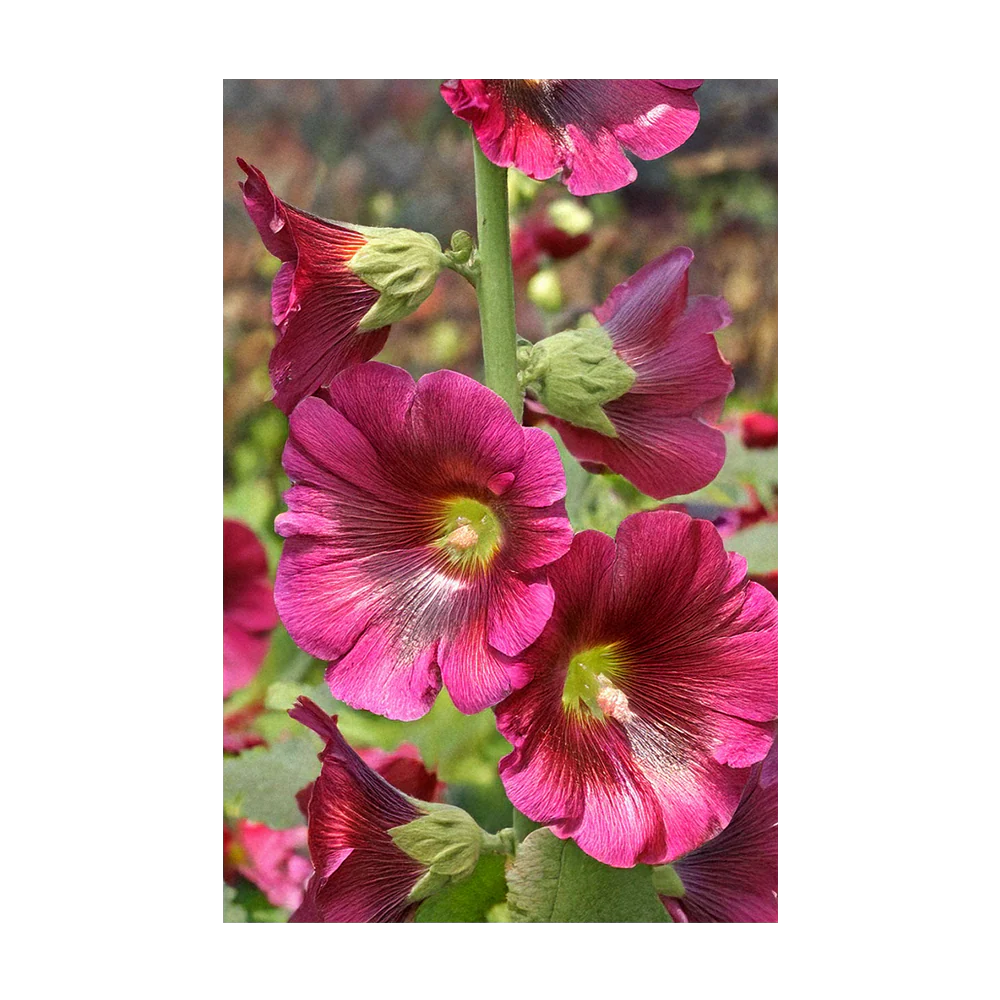 Shido Seeds Hollyhock Flower Seeds Packet