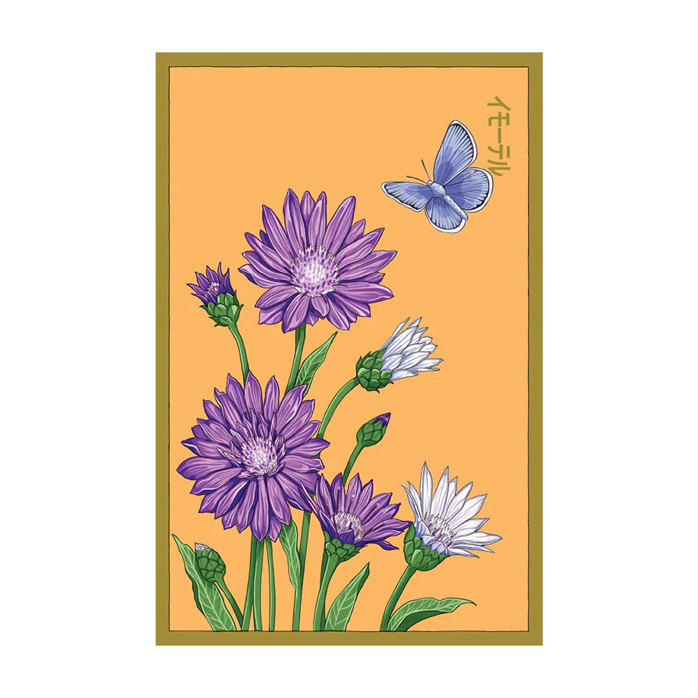 Shido Seeds Immortelle Flower Seeds Packet