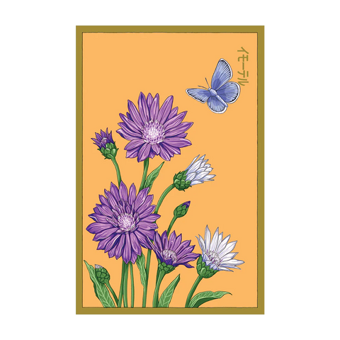 Shido Seeds Immortelle Flower Seeds Packet