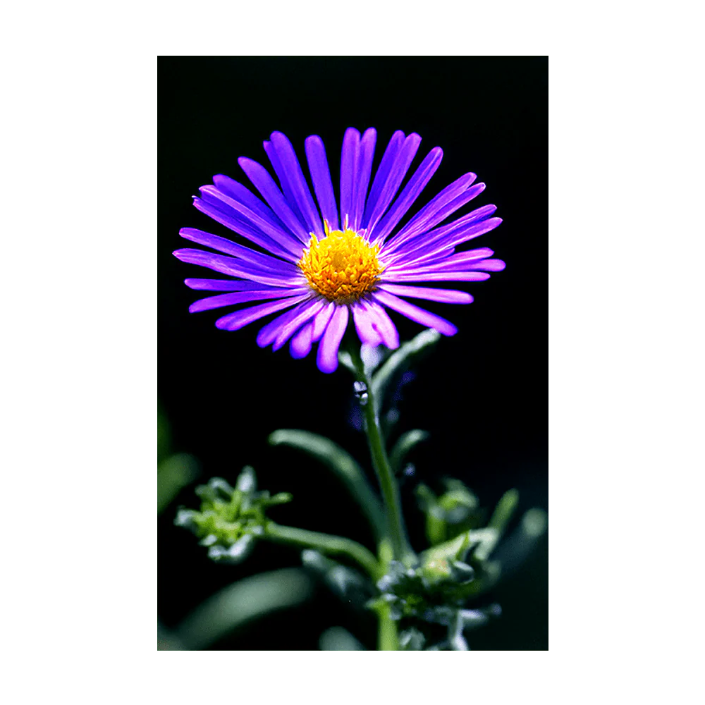 Shido Seeds Immortelle Flower Seeds Packet