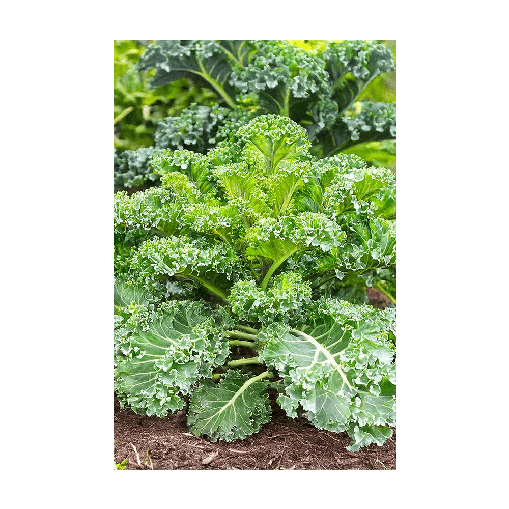 Shido Seeds Kale Vegetable Seeds