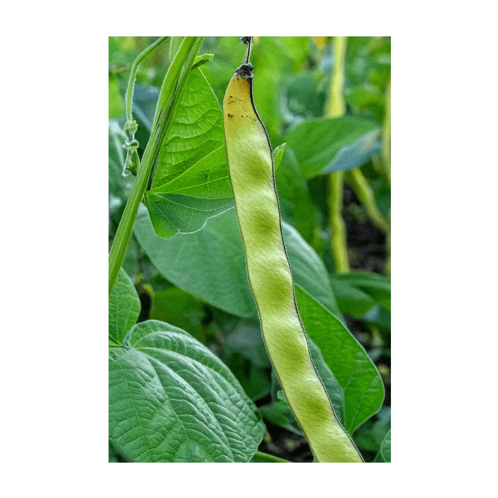 Shido Seeds King of the Garden Bean