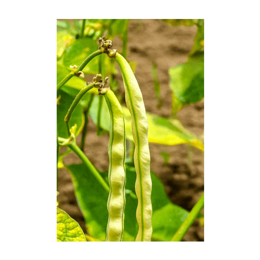 Shido Seeds King of the Garden Bean
