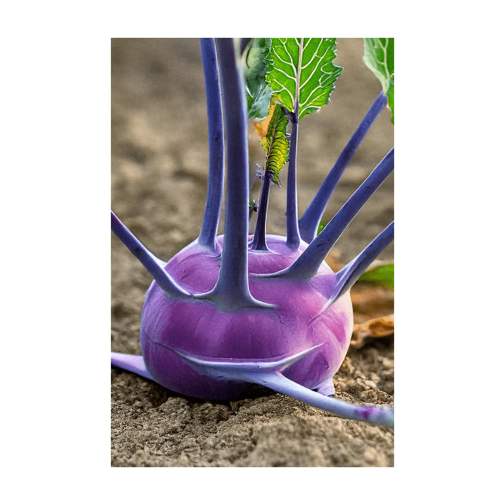 Shido Seeds Kohlrabi Purple Delicacy